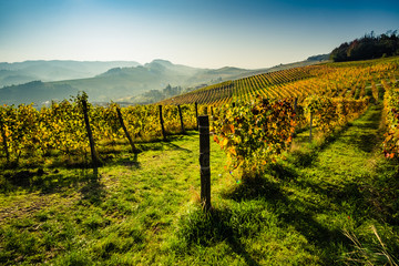 Langhe vineyards in autumn