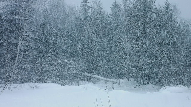 Blizzard in Forest with Massive amount of Snow