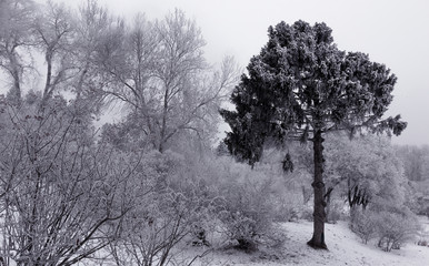Winter in a pine park