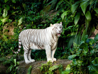 Fototapeta premium White tiger