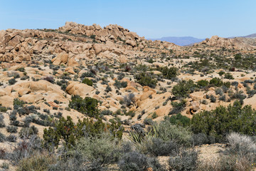 Landscape of Mojave Desert in Joshua Tree National Park, California, USA
