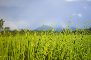 Fototapeta premium grass of field and blue sky backgound