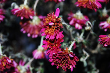 Obraz premium Flowers chrysanthemums