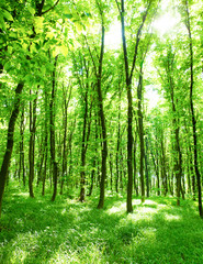 green forest - 97460751