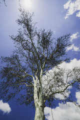 Fototapeta na wymiar Stark Tree And Clouds Portrait