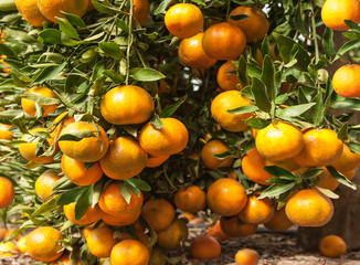 Branch of ripe tangerines hanging on a tree