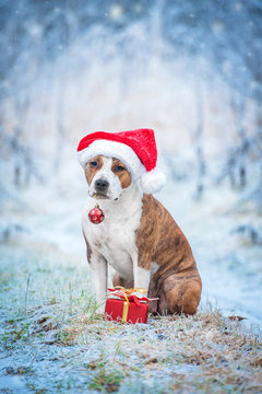 American staffordshire terrier dog with a santa claus hat, christmas present and a christmas ball sitting outdoors in winter