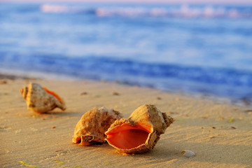 Beautiful seashells on the beach on sunrise background