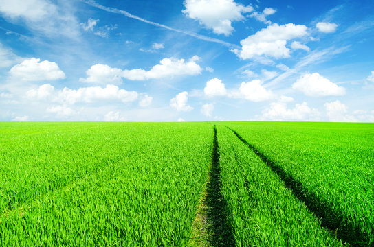 Background image of lush grass field under blue sky