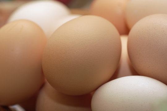 rural eggs in shell