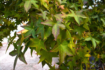 Multi-colored autumn leaves of sycamore.