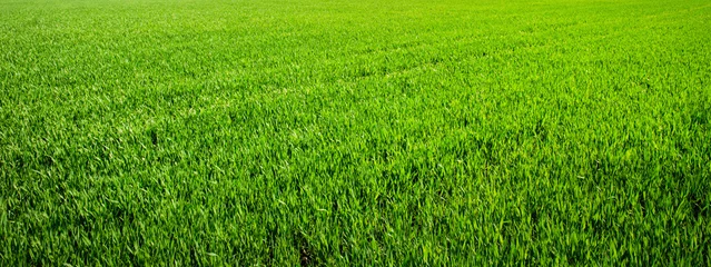 Zelfklevend Fotobehang  grass © ZaZa studio