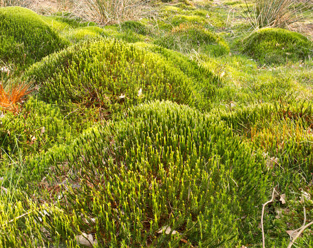 Sphagnum moss peat bog