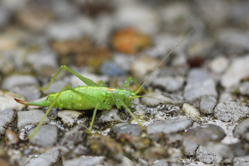 sauterelle verte , somnole sur des cailloux