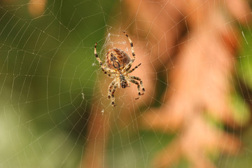 sous l'araignée, en attente d'une proie
