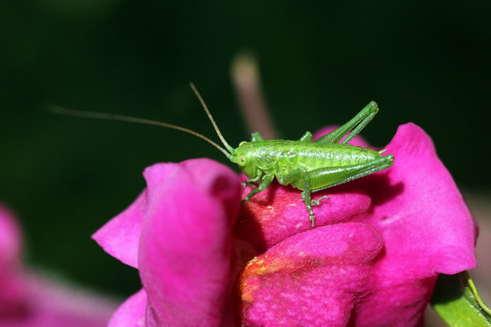 sauterelle sur fleur;  se repose au soleil