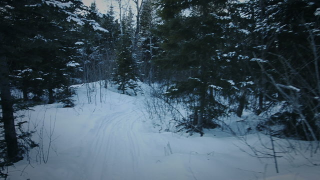 Handheld Footage of Someone Walking in Forest in Winter just Before the Night when the light is getting Blue