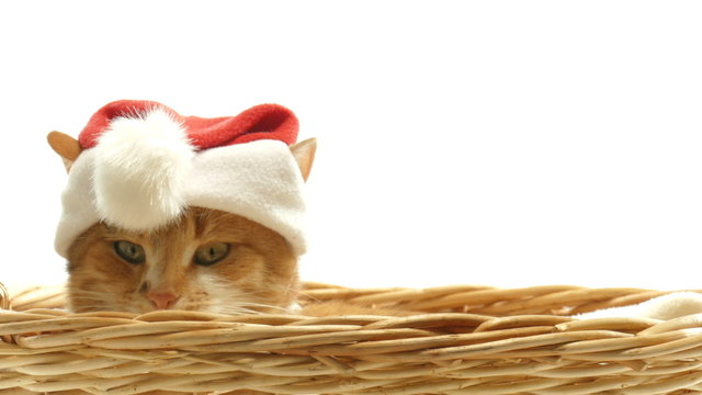 Cat in  bell of Santa Claus