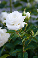 FLORES VARIAS COLORES