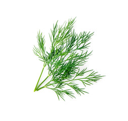 Green dill isolated on white background. Studio macro