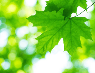 Leaf with bokeh background