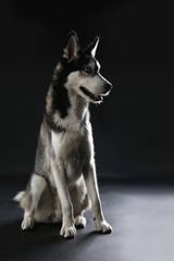Young Husky sitting on dark background
