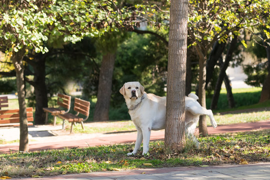 Labrador peeing at a tree in a park.
