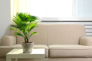 Palm tree (Livistona Rotundifolia) in flowerpot on table at home