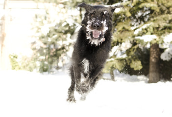 Dog having fun in the snow