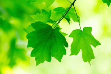 green leaves