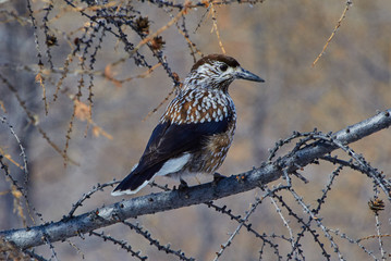 Cedar-bird on a larch. Early spring. Susuman. The Magadan area. Kolyma IMG_5581