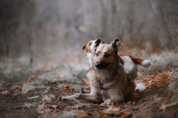 Dog breed Jack Russell Terrier and Mixed breed dog walking