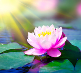 Naklejki  Lilia wodna zbliżenie w stawie. kwiat lotosu