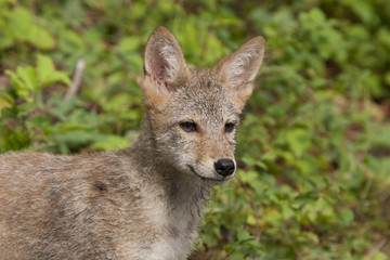Coyote Head Shot