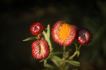 blooming straw flower