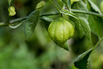 green tomatillos