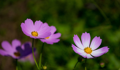 コスモス