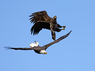 Fototapeta premium Bald Eagle Battle