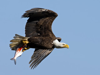Bald Eagle In Flight with Fish