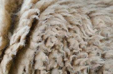 Wool sheep closeup for background