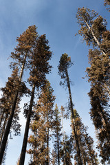 Obraz premium the forest after a wild fire