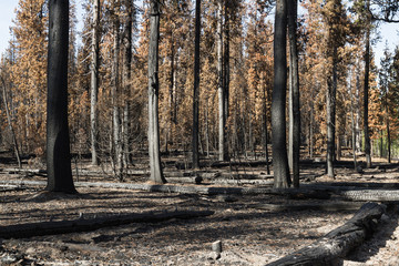 Obraz premium the forest after a wild fire