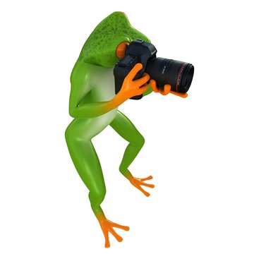 Rain frog photographs