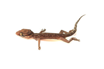 Gecko lizard isolated on white