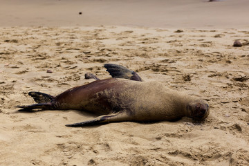 A sea lion sleeping on the beach at Galapagos Islands, Ecuador