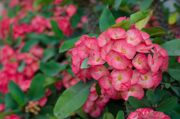 Crown of thorns flower blooming on tree