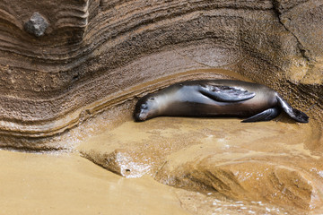 A sea lion sleeping on the rock at Galapagos Islands, Ecuador, Pacific, South America