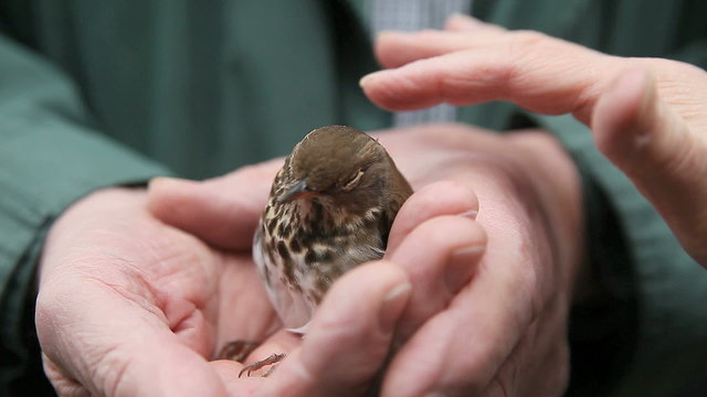 immature bird being kept warm while it recovers from flying into a window