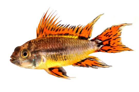 Cockatoo Dwarf Cichlid Apistogramma cacatuoides aquarium fish