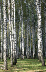 Autumn birches in the evening sunlight